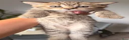 Mixed Breed cats for sale: 🐾 Scottish Straight x British Shorthair Kittens - Advert 5