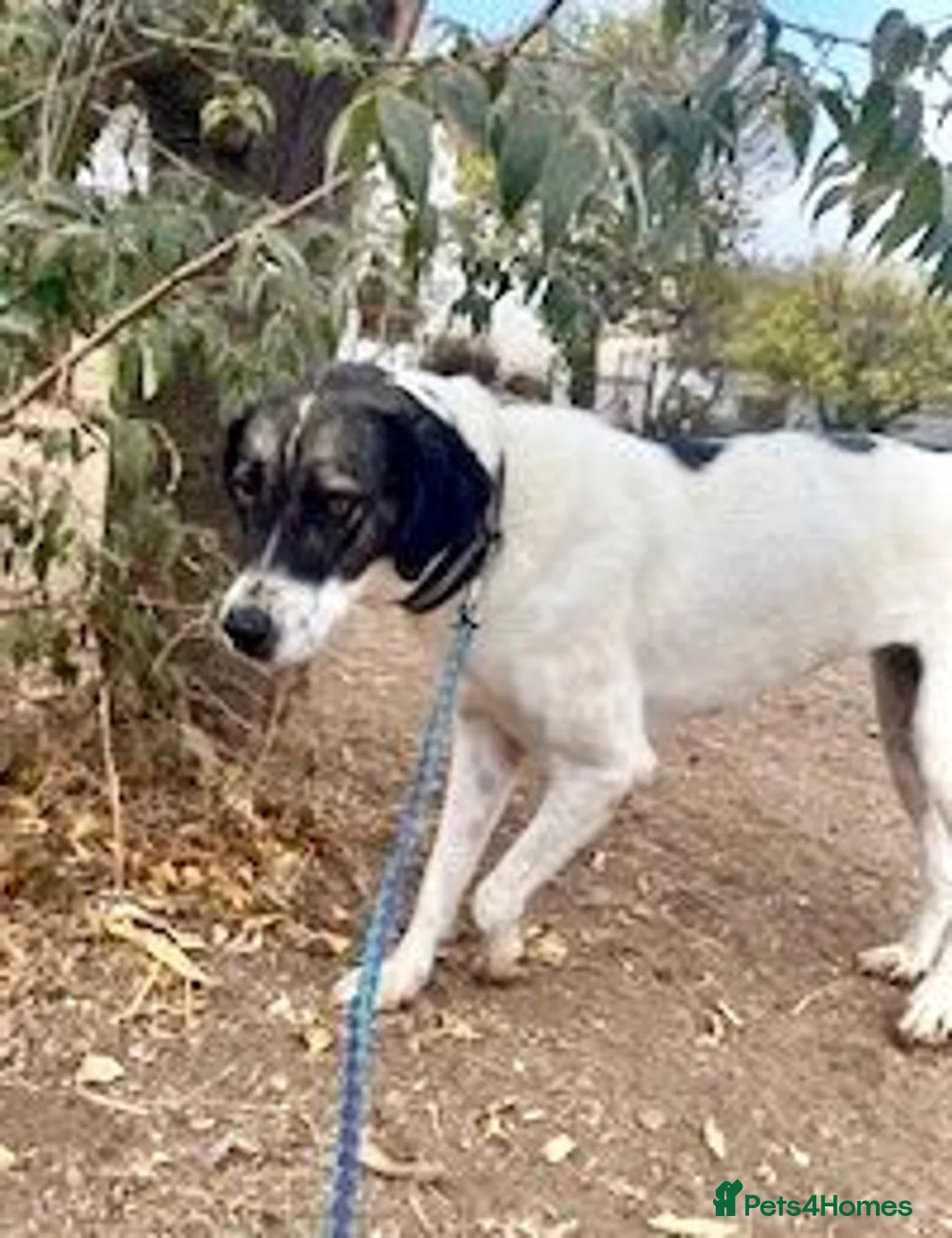 Mixed Breed dogs for adoption: 🐾 Meet Freya😍 in Hengoed - Advert 2