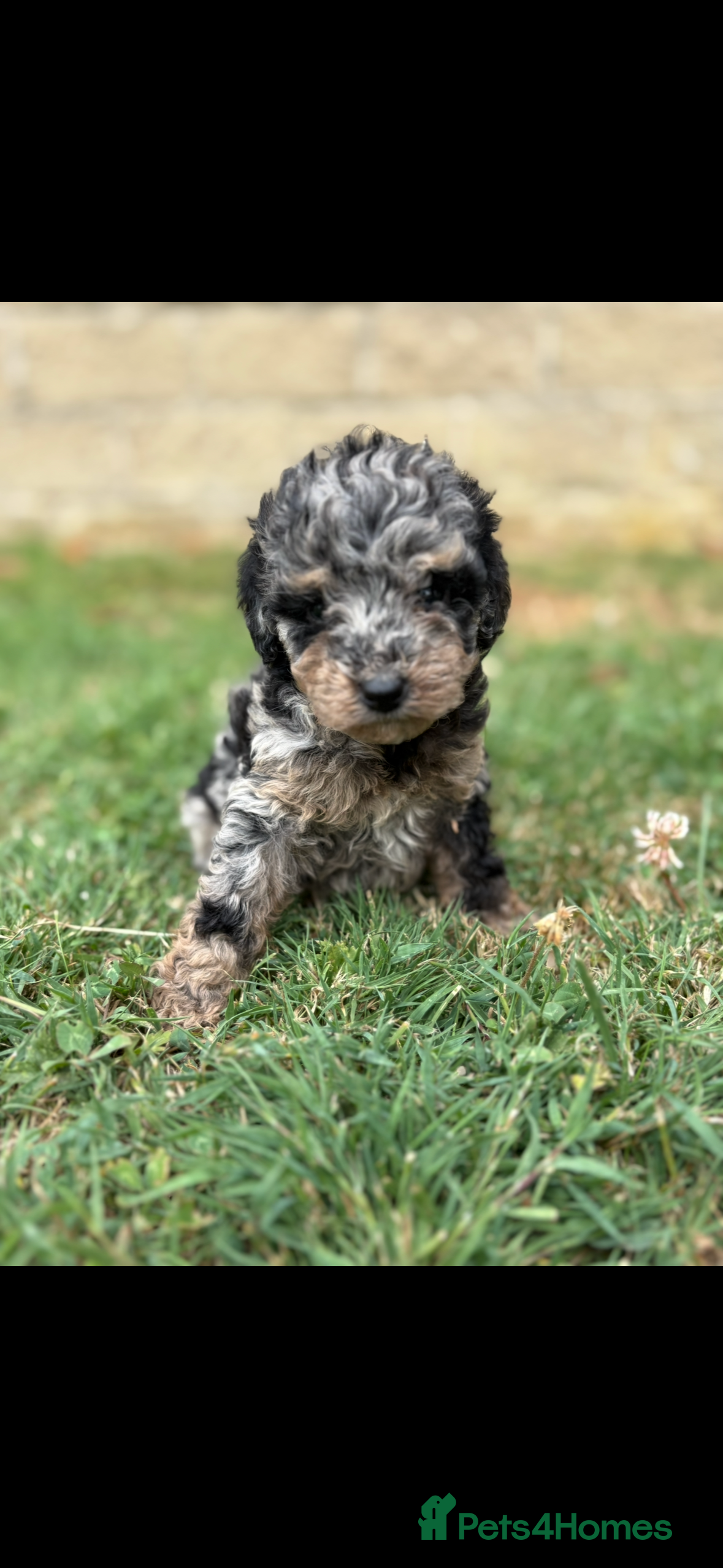 Miniature Poodle dogs Beautiful miniature poodles for sale!!  - Advert 2