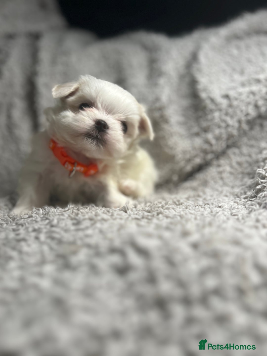 Maltese dogs for sale: Maltese puppies available  - Advert 4