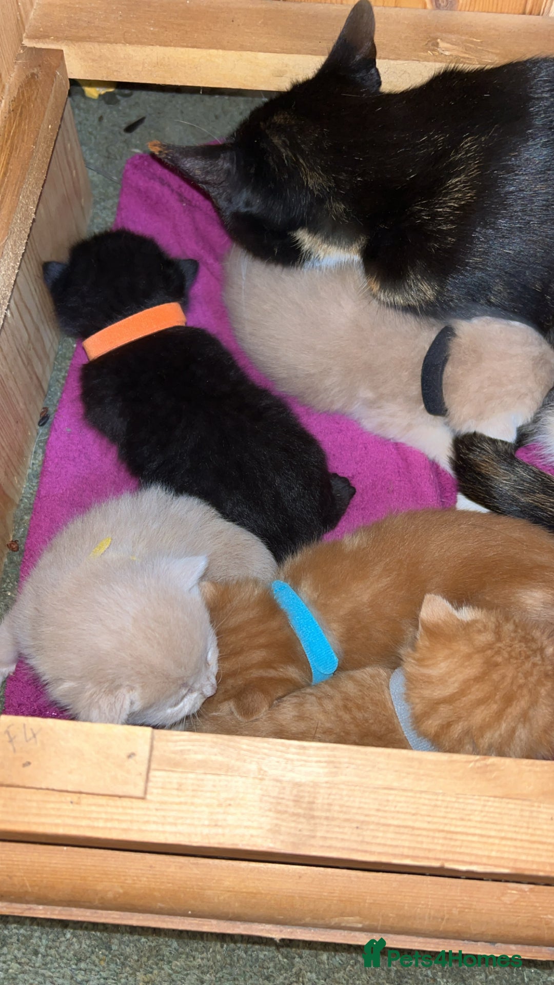 Mixed Breed cats for sale: 5 kittens for sale  - Image 3