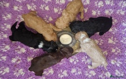 Cockapoo dogs for sale: F1 RARE COLOUR HEALTH TESTED COCKAPOOS FOR SALE - Image 4