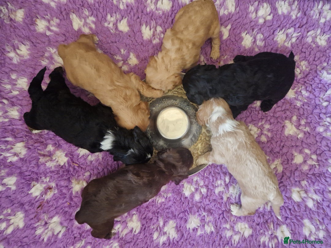 Cockapoo dogs for sale: F1 RARE COLOUR HEALTH TESTED COCKAPOOS FOR SALE - Image 4