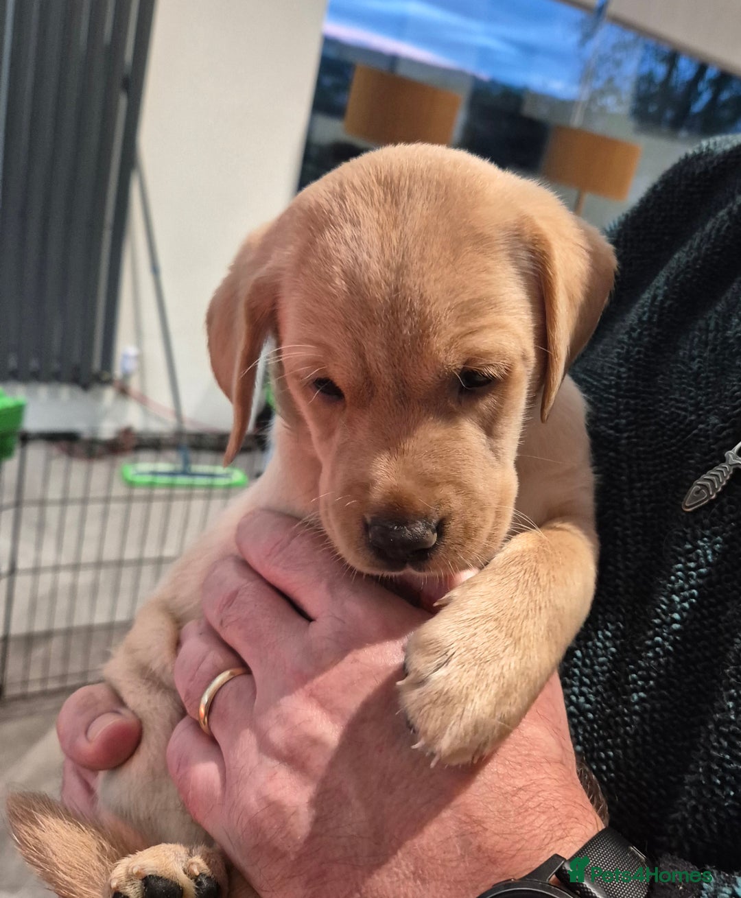 Labrador Retriever dogs for sale: Labrador puppies -1 black girl & 3 black boys left - Image 34