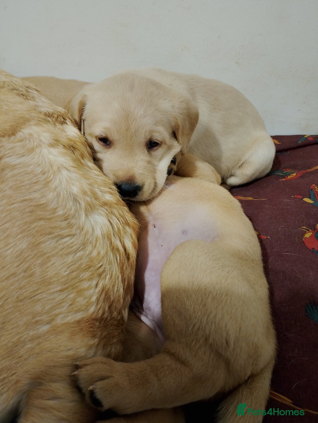Labrador Retriever dogs for sale: Labrador Puppies for sale  - Advert 3