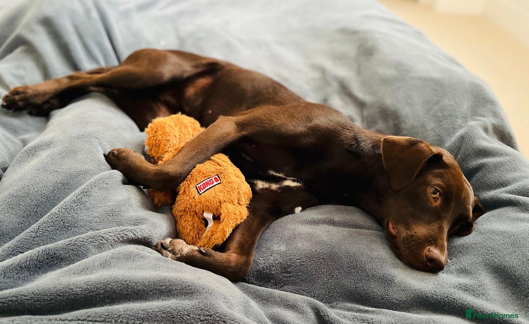 Mixed Breed dogs for adoption: Poppi chocolate Lab cross pointer - Advert 12