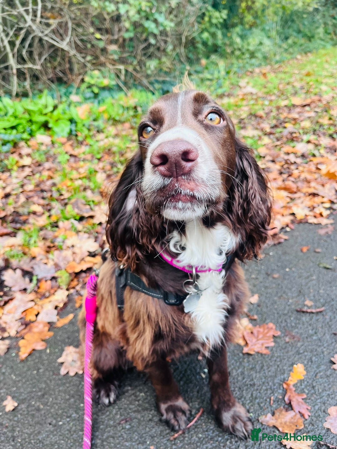 Cocker Spaniel dogs for sale: Coco  - Advert 1