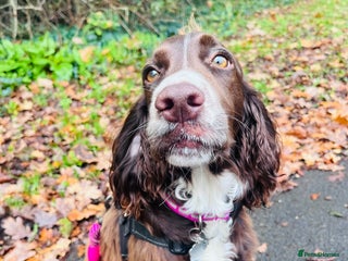 Cocker Spaniel dogs Coco - Advert 6