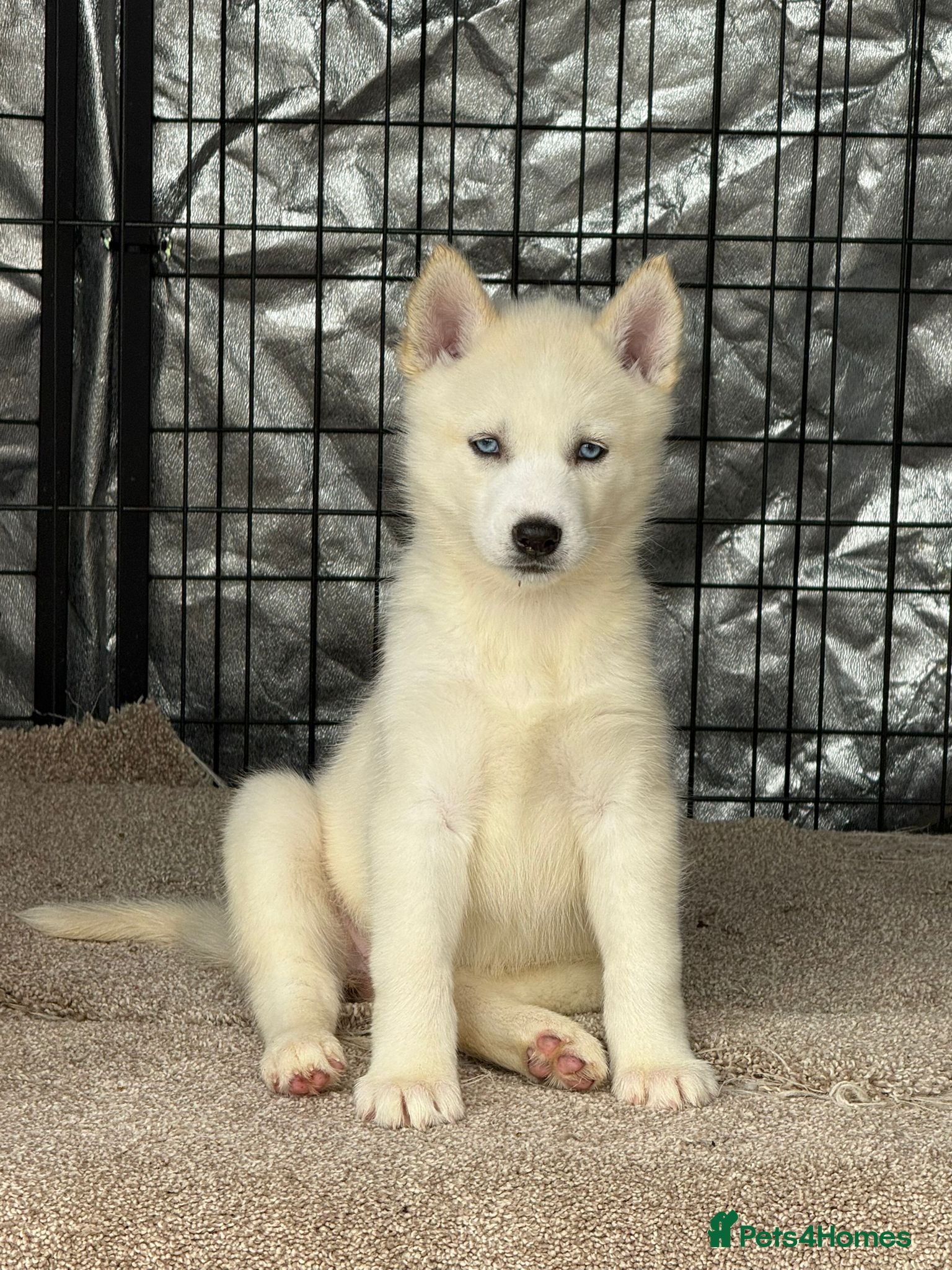 Siberian Husky dogs Pure Siberian Huskie pups - Advert 1