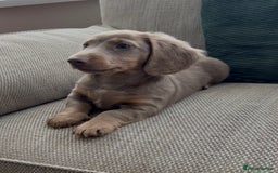 Miniature Dachshund dogs for sale: Beautiful Semi long haired miniature dachshund  - Advert 3