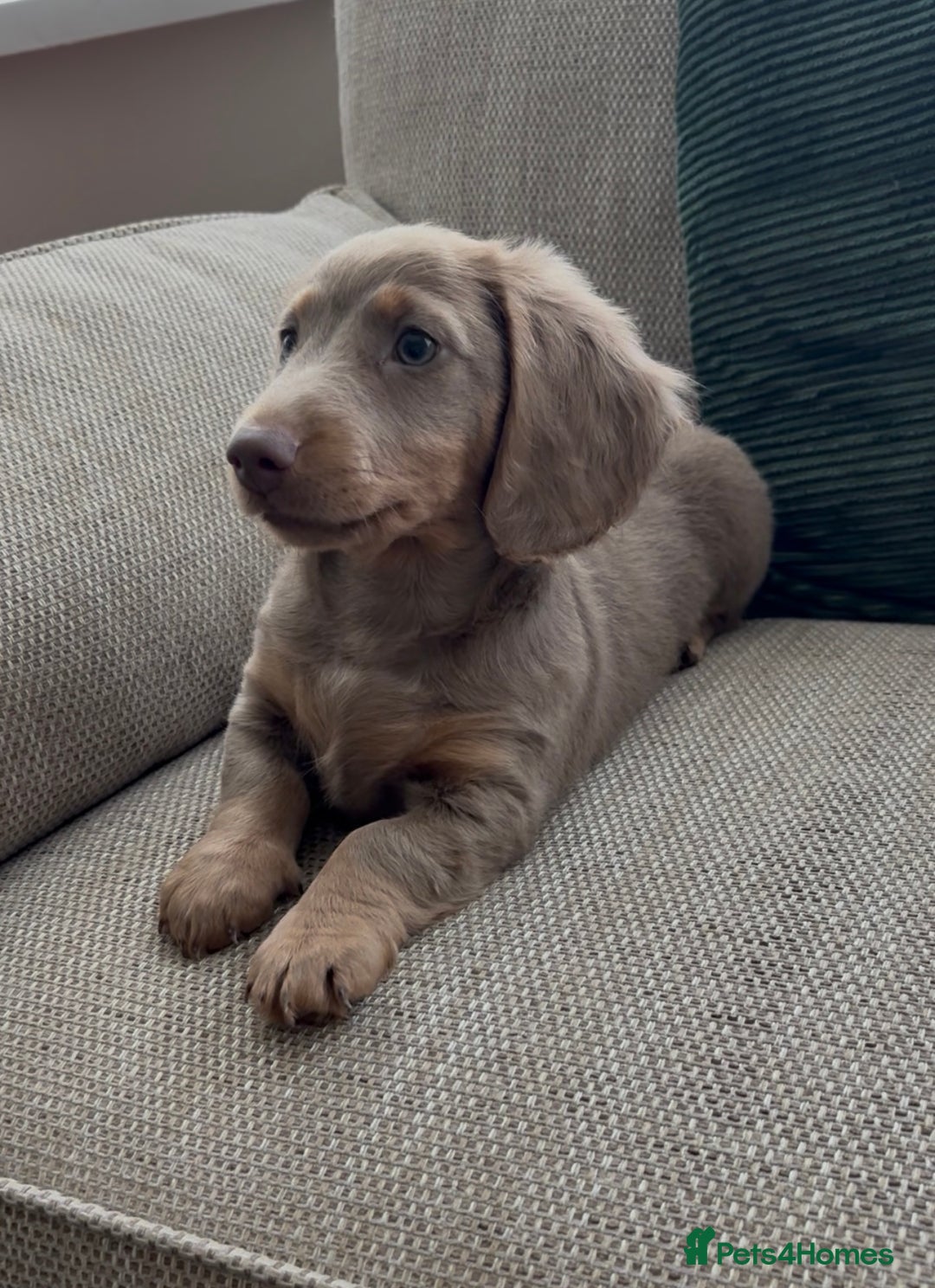 Miniature Dachshund dogs for sale: Beautiful Semi long haired miniature dachshund  - Advert 3
