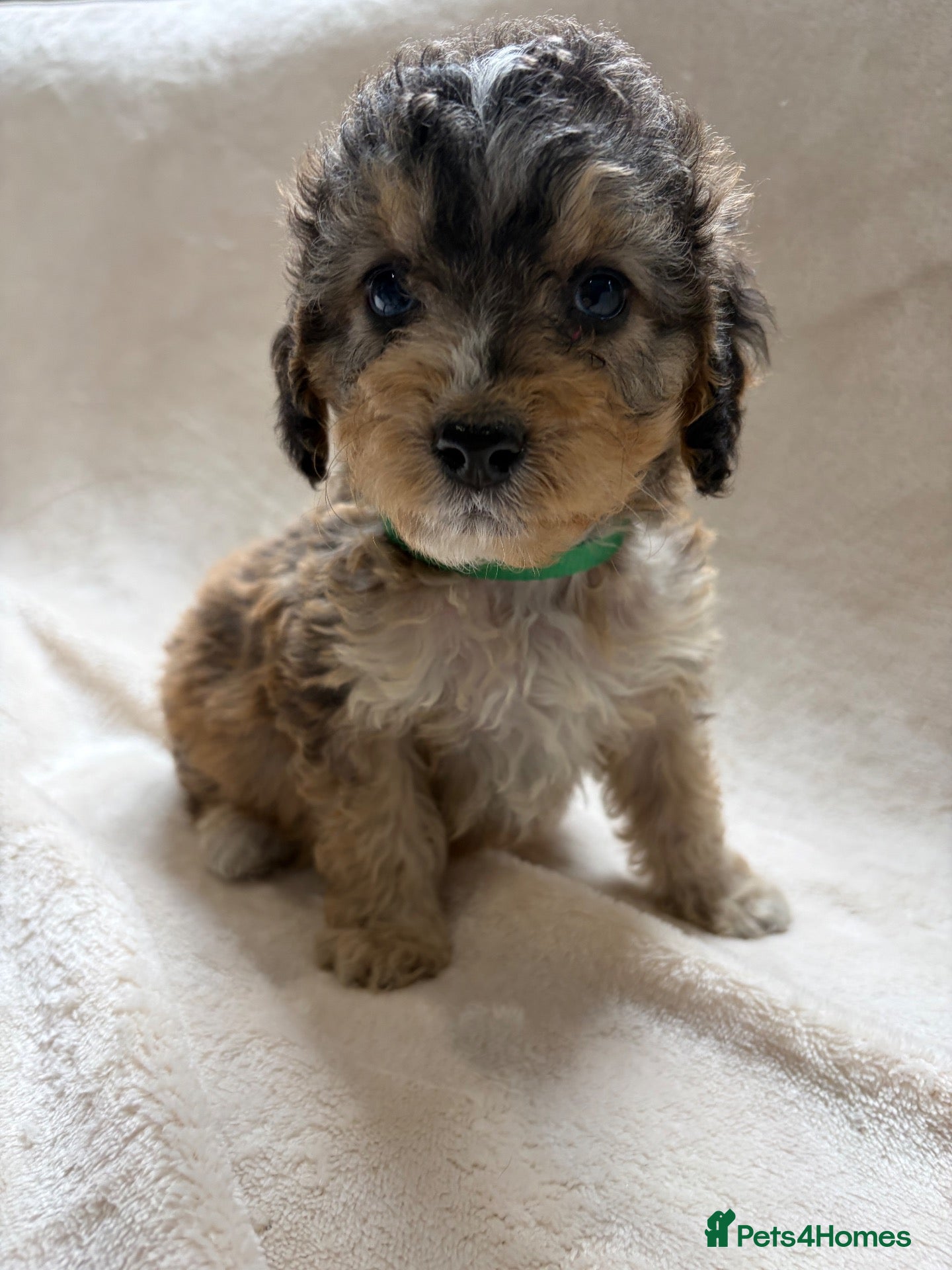 Cockapoo dogs for sale: 🐾STUNNING COCKERPOO F1 PUPPIES REG BREDER 🐾 - Advert 1