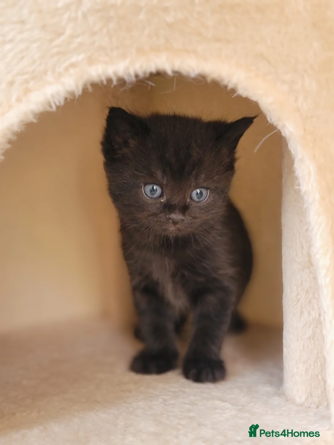 Scottish Fold cats for sale: Beautiful and healthy  Scottish fold mixed - Advert 2
