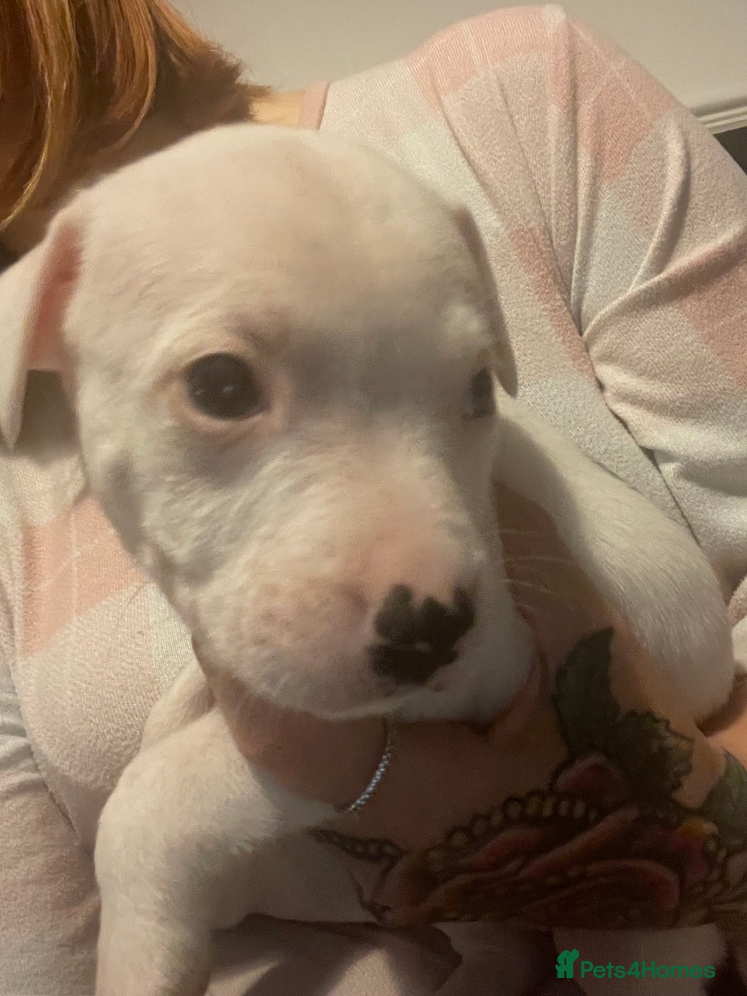 Staffordshire Bull Terrier dogs for sale: Staffy puppies  - Advert 15