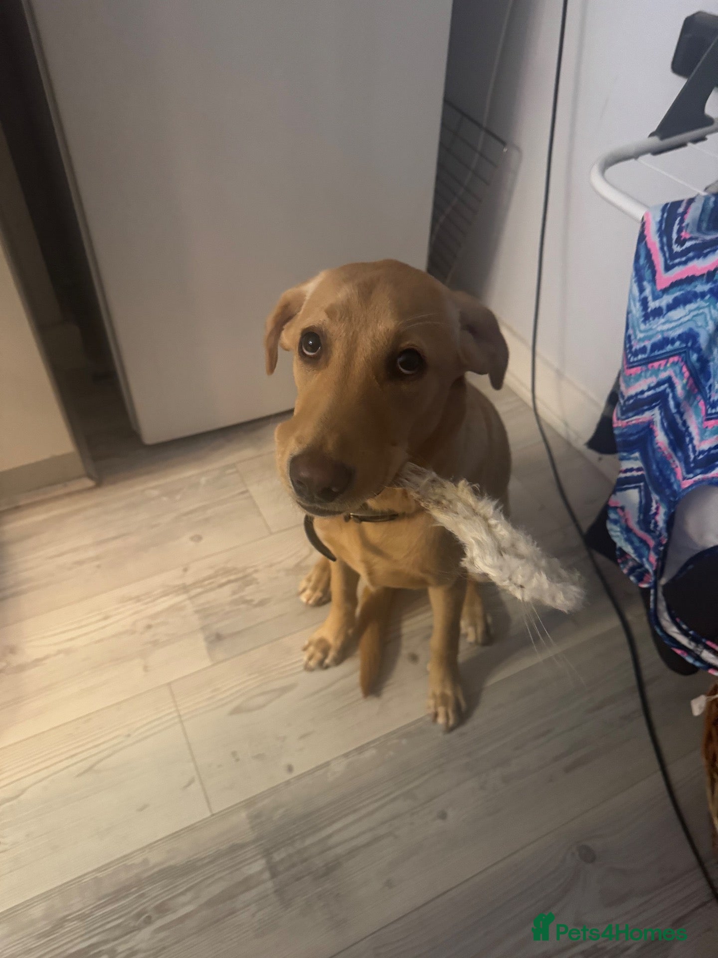 Labrador Retriever dogs Female Labrador KC registered  - Advert 3
