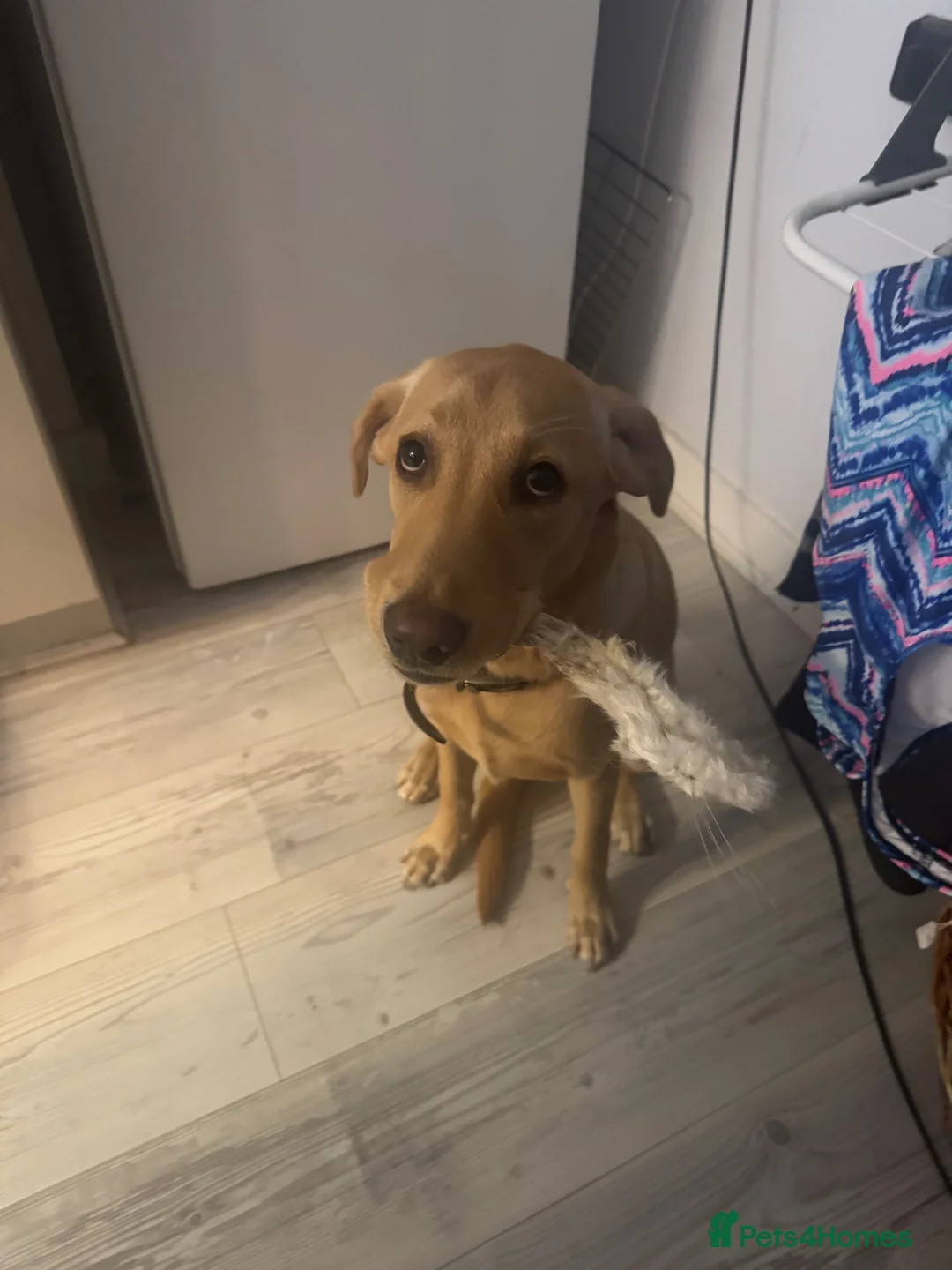 Labrador Retriever dogs for sale: Female Labrador KC registered  - Advert 1