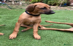 Rhodesian Ridgeback dogs for sale: Rhodesian ridgebacks for sale - Image 23