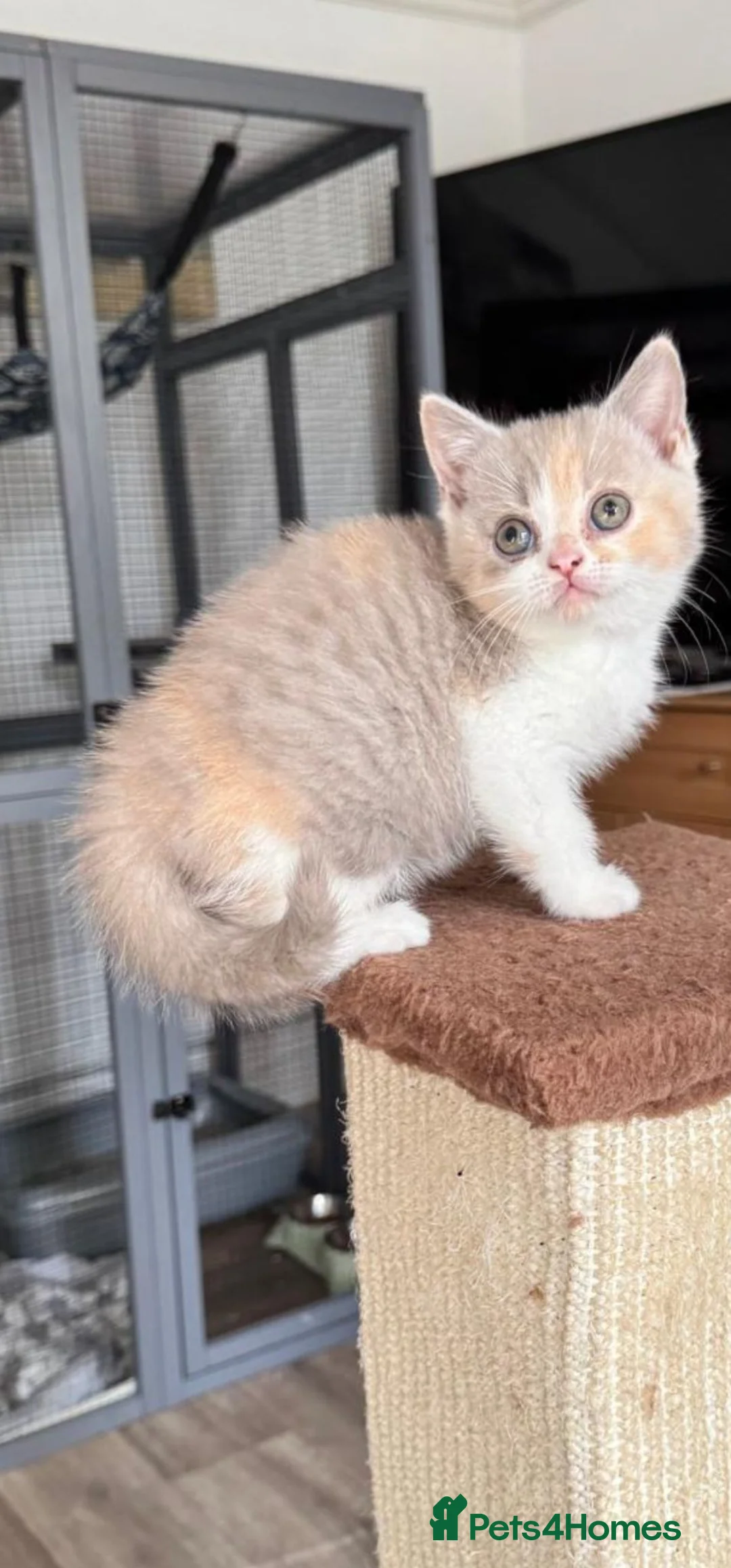 British Shorthair cats for sale: 2 British shorthair kittens  - Advert 1