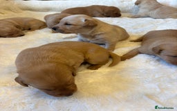 Labrador Retriever dogs for sale: KC REGISTERED DNA TESTED LABRADOR PUPPIES - Image 8