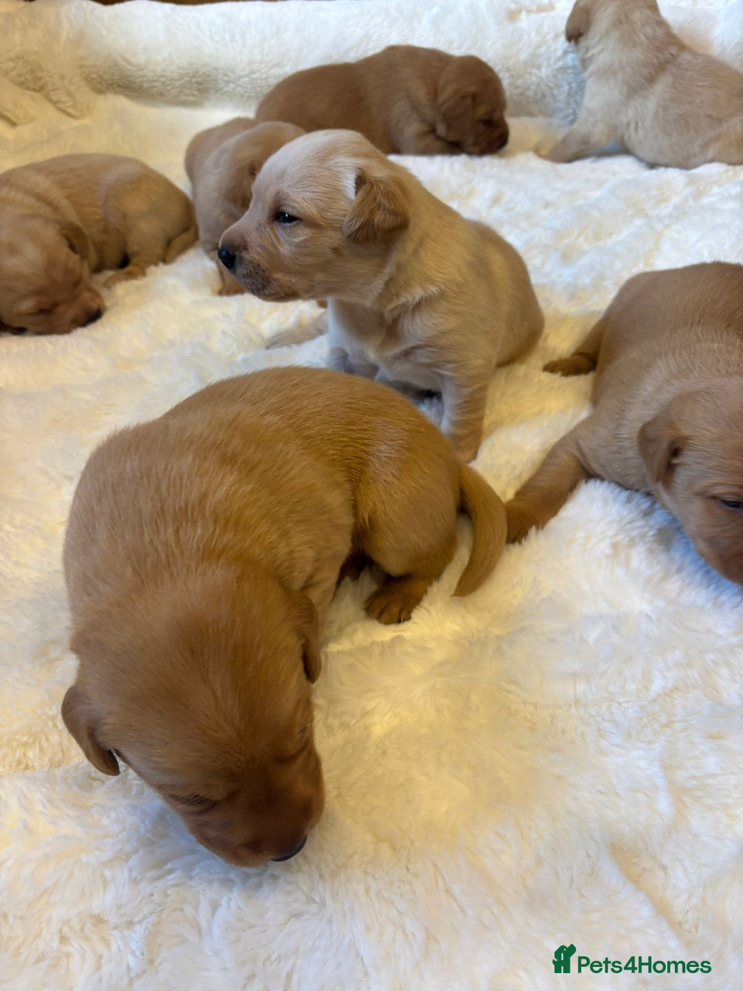 Labrador Retriever dogs for sale: KC REGISTERED DNA TESTED LABRADOR PUPPIES - Image 8