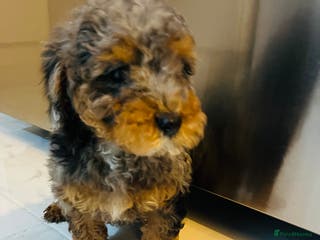 Miniature Poodle dogs 3 Miniture poodles boys - Advert 1