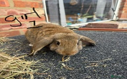 Mixed Breed rabbits for sale: Mixed breeds rabbits 8-12 weeks old  - Image 3