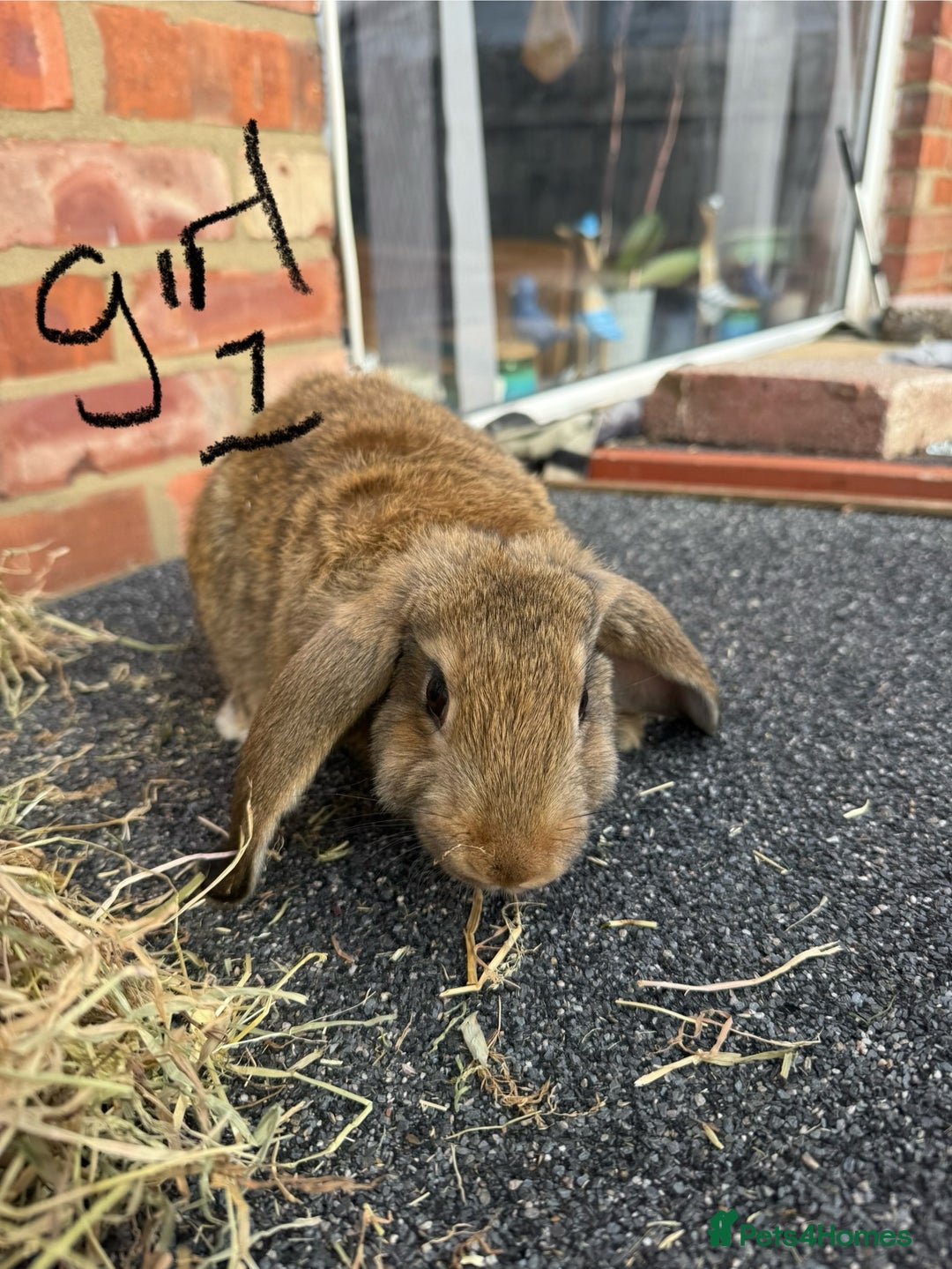 Mixed Breed rabbits for sale: Mixed breeds rabbits 8-12 weeks old  - Image 3