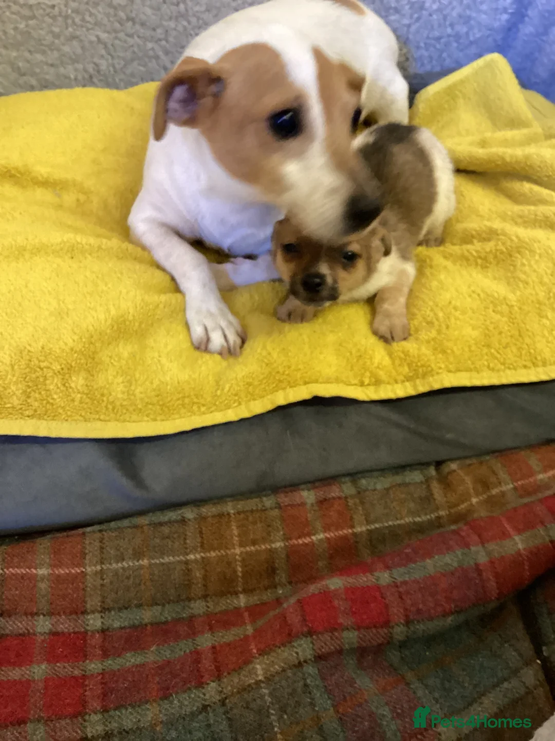 Mixed Breed dogs for sale: Jack Pom  - Advert 2