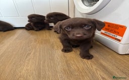 Labrador Retriever dogs for sale: Chunky chocolate labradors  - Image 7
