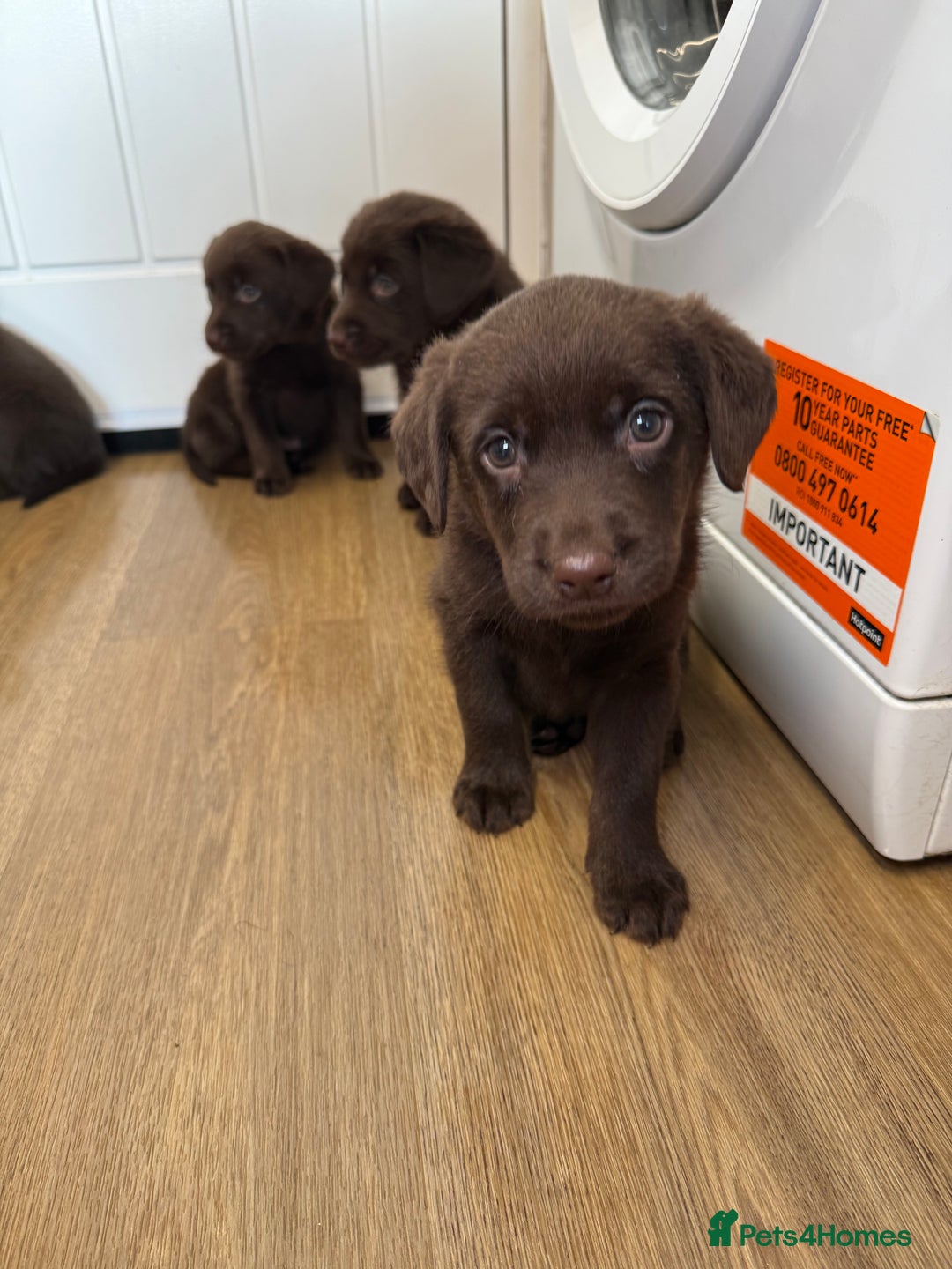 Labrador Retriever dogs for sale: Chunky chocolate labradors  - Image 7