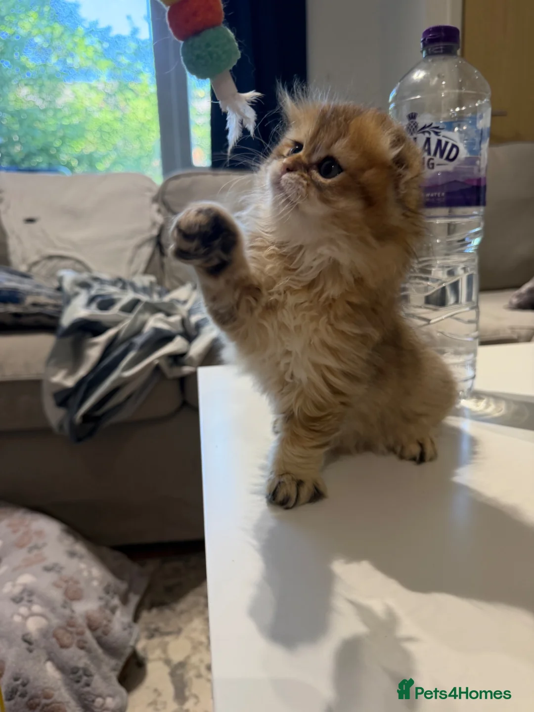 Scottish Fold cats for sale: Scottish Fold Kittens – High Quality . - Advert 2