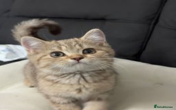 British Shorthair cats for sale: British shorthair  - Image 8