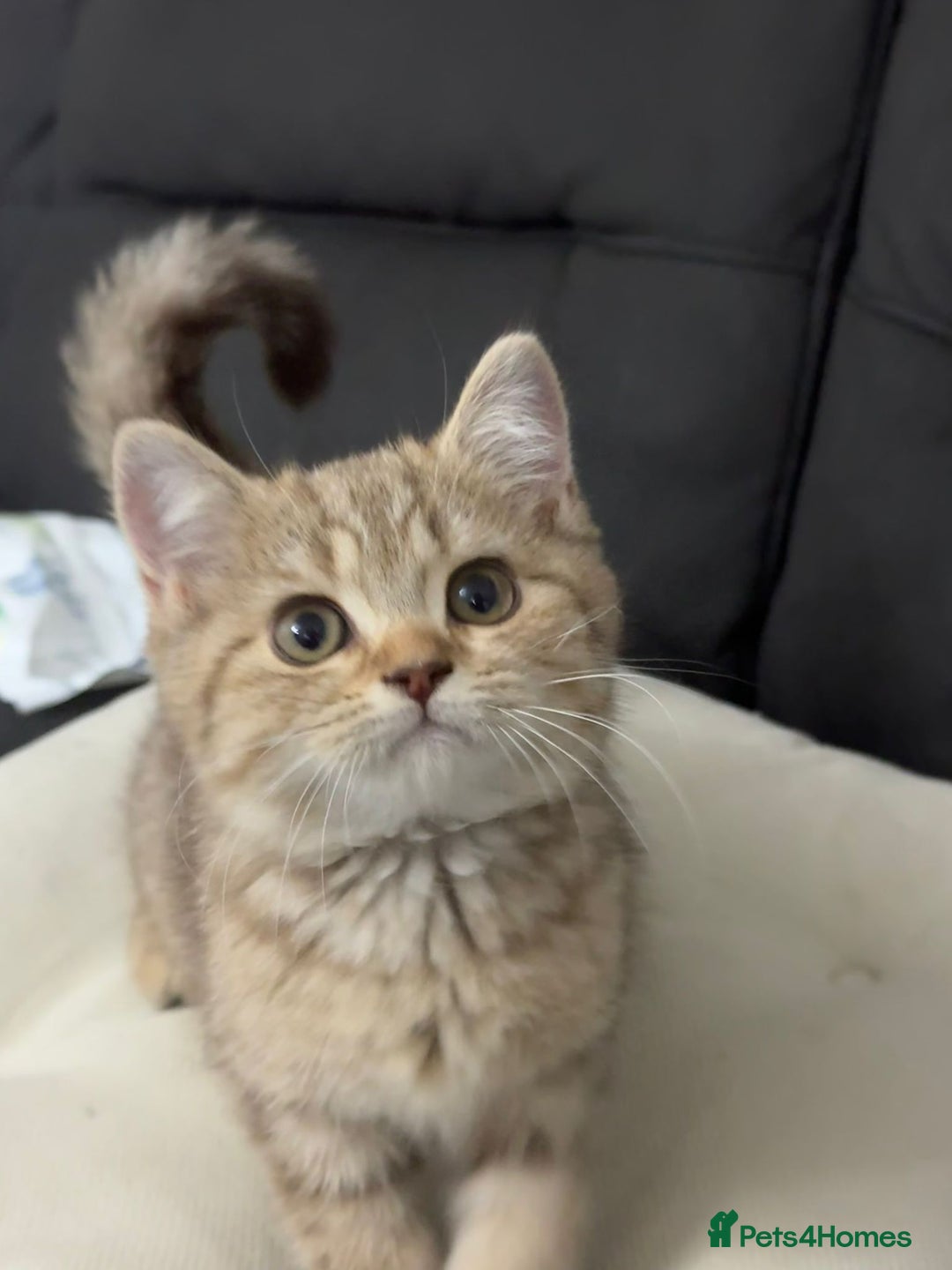 British Shorthair cats for sale: British shorthair  - Image 8