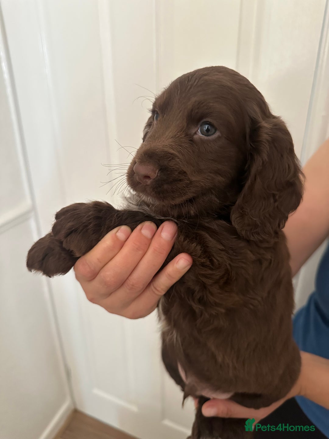 Cocker Spaniel dogs for sale: Show-Type Cocker Spaniels - Image 8