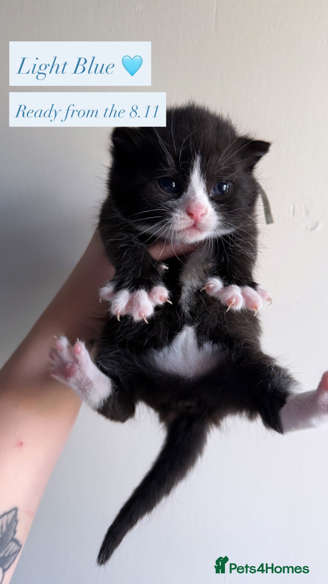 Mixed Breed cats Beautiful kittens looking for forever homes 🐾🎃👻 - Advert 10