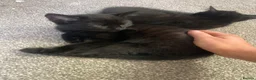 Mixed Breed cats for sale: 2 black male calico  in Consett - Advert 11