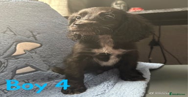 Cockapoo dogs - Advert 8