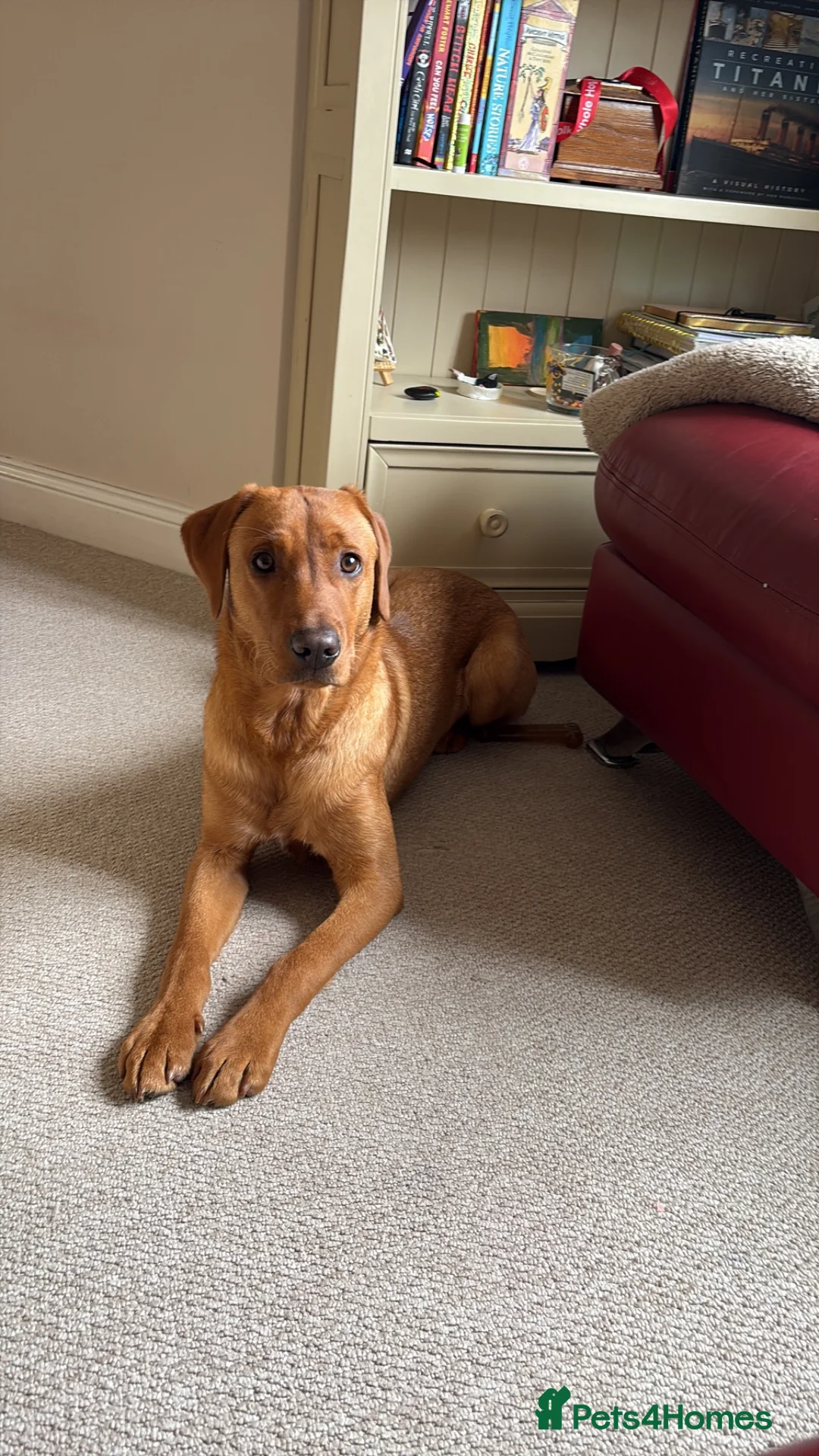 Labrador Retriever dogs for sale: Handsom 8 month Red fox Labrador  in Stowmarket - Advert 1