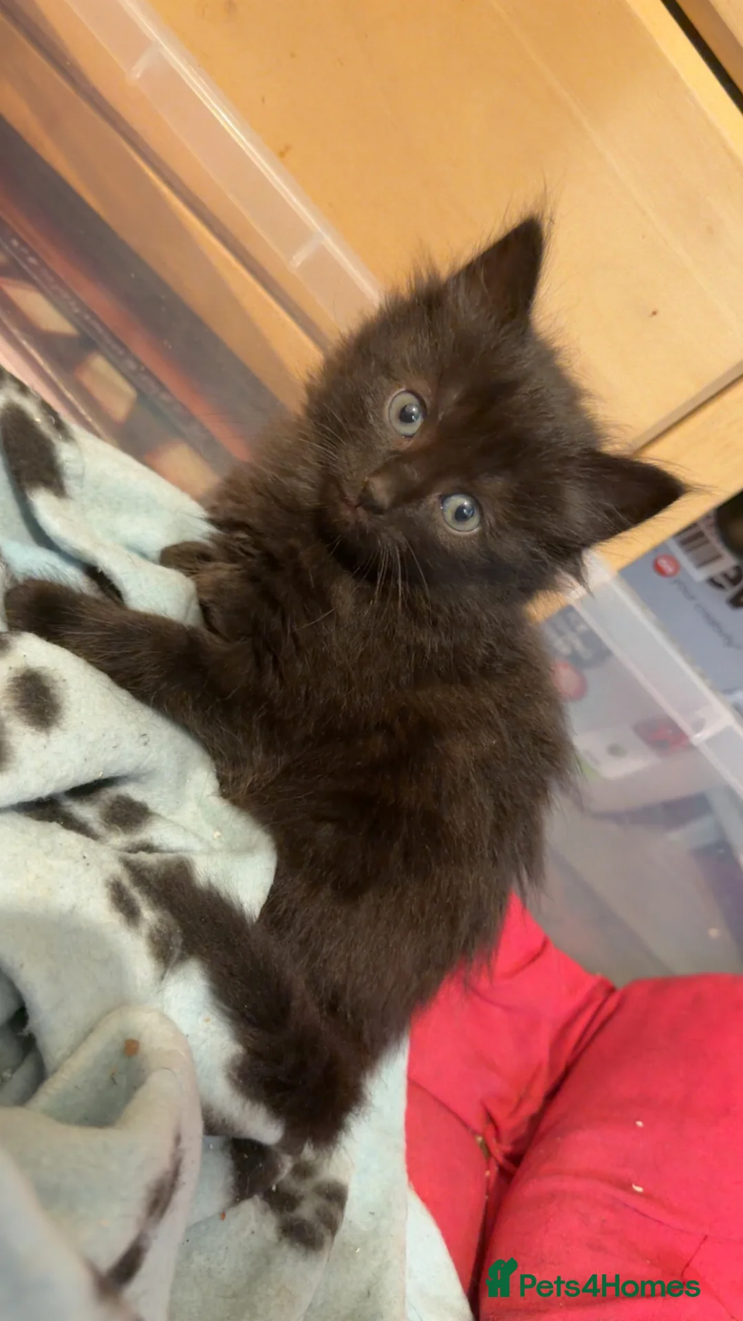 Mixed Breed cats for sale: Beautiful black kittens in Rotherham - Advert 2