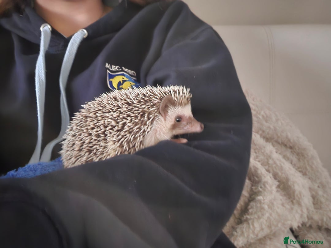 Pygmy Hedgehog rodents for sale: Hedgehog with cage and wheel - Image 1