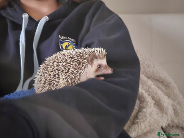 Pygmy Hedgehog rodents - Advert 11