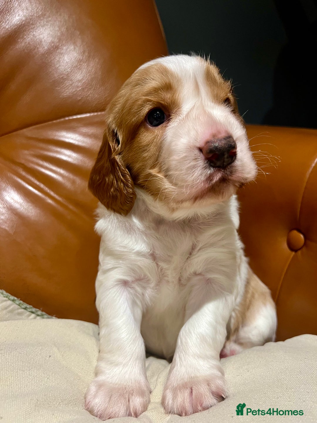 Welsh Springer Spaniel dogs for sale: 1 Girl remaining Fully Health Tested Parents  - Advert 2