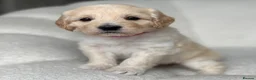 Goldendoodle dogs for sale: 🌟Goldendoodle & Australian Labradoodle Puppies 🌟 - Advert 13