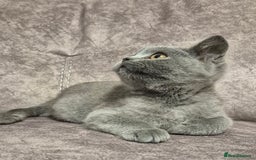 British Shorthair cats for sale: **Stunning TICA Registered Blue male** - Image 4