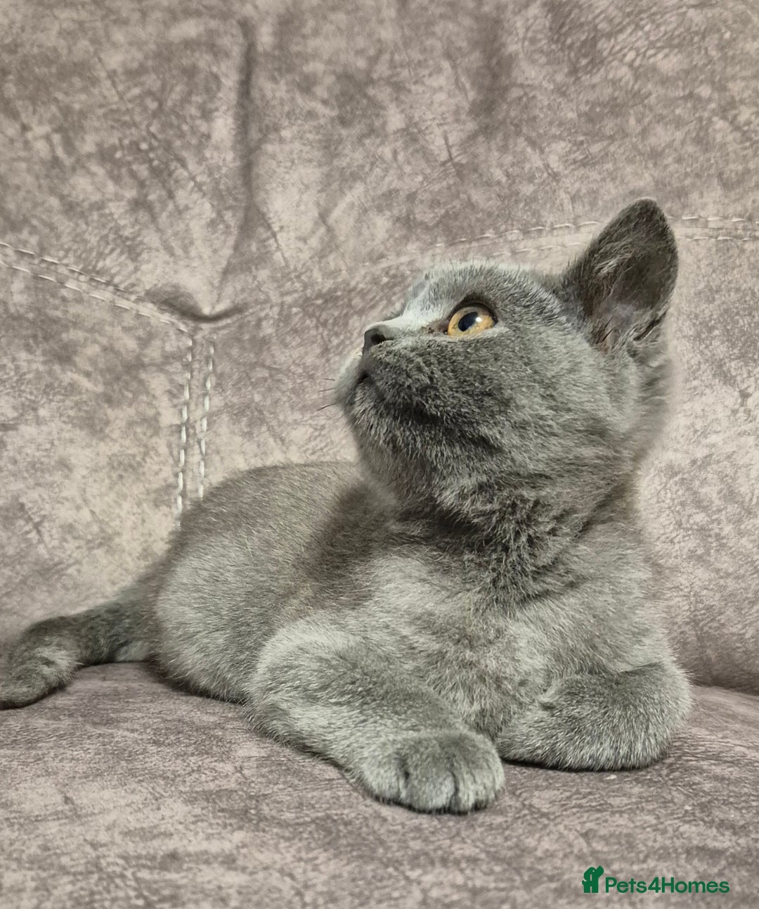 British Shorthair cats for sale: **Stunning TICA Registered Blue male** - Image 4