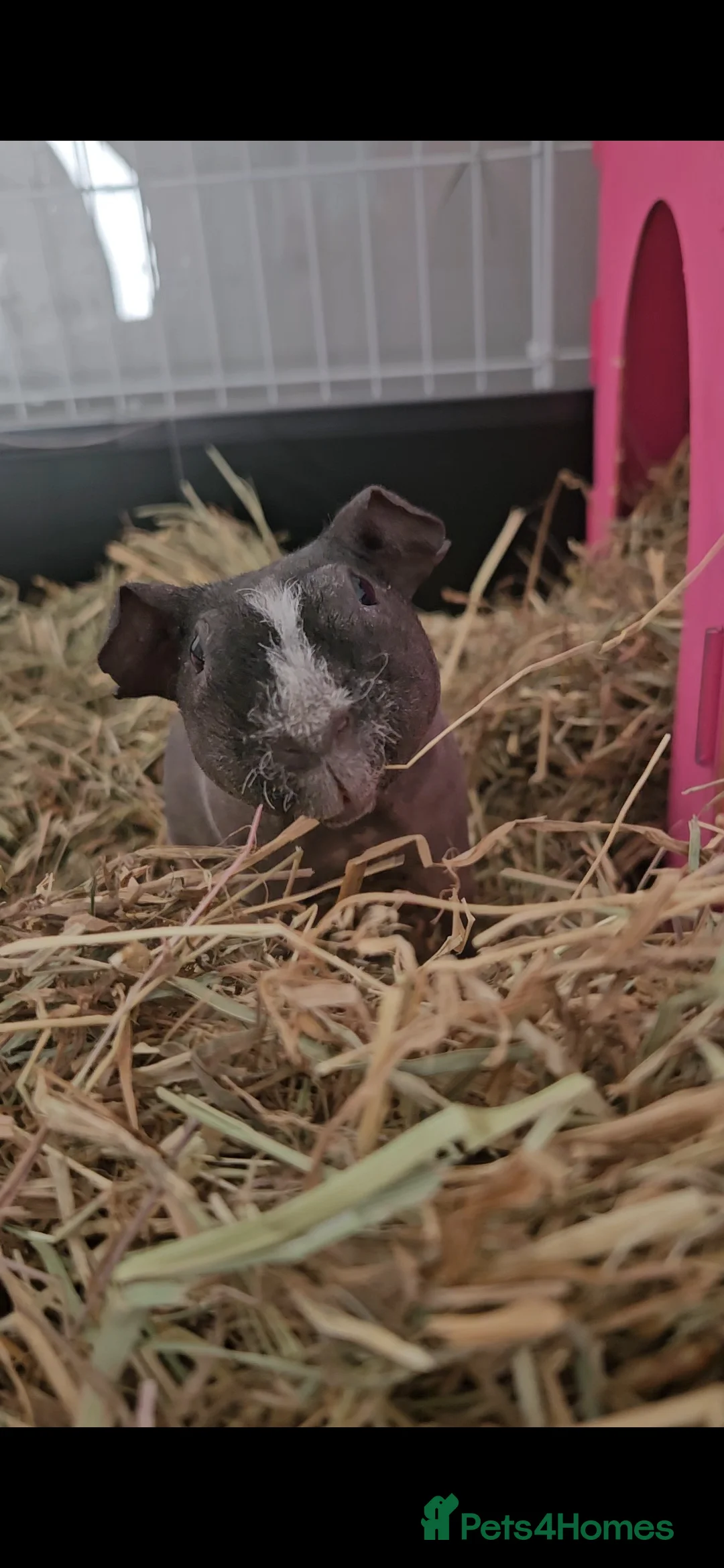 Guinea Pig rodents for sale: 2x skinny pigs plus full set up - Advert 7