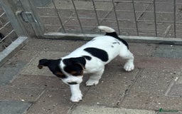Jack Russell dogs for sale: Quality pure Jack Russell pups  - Image 12
