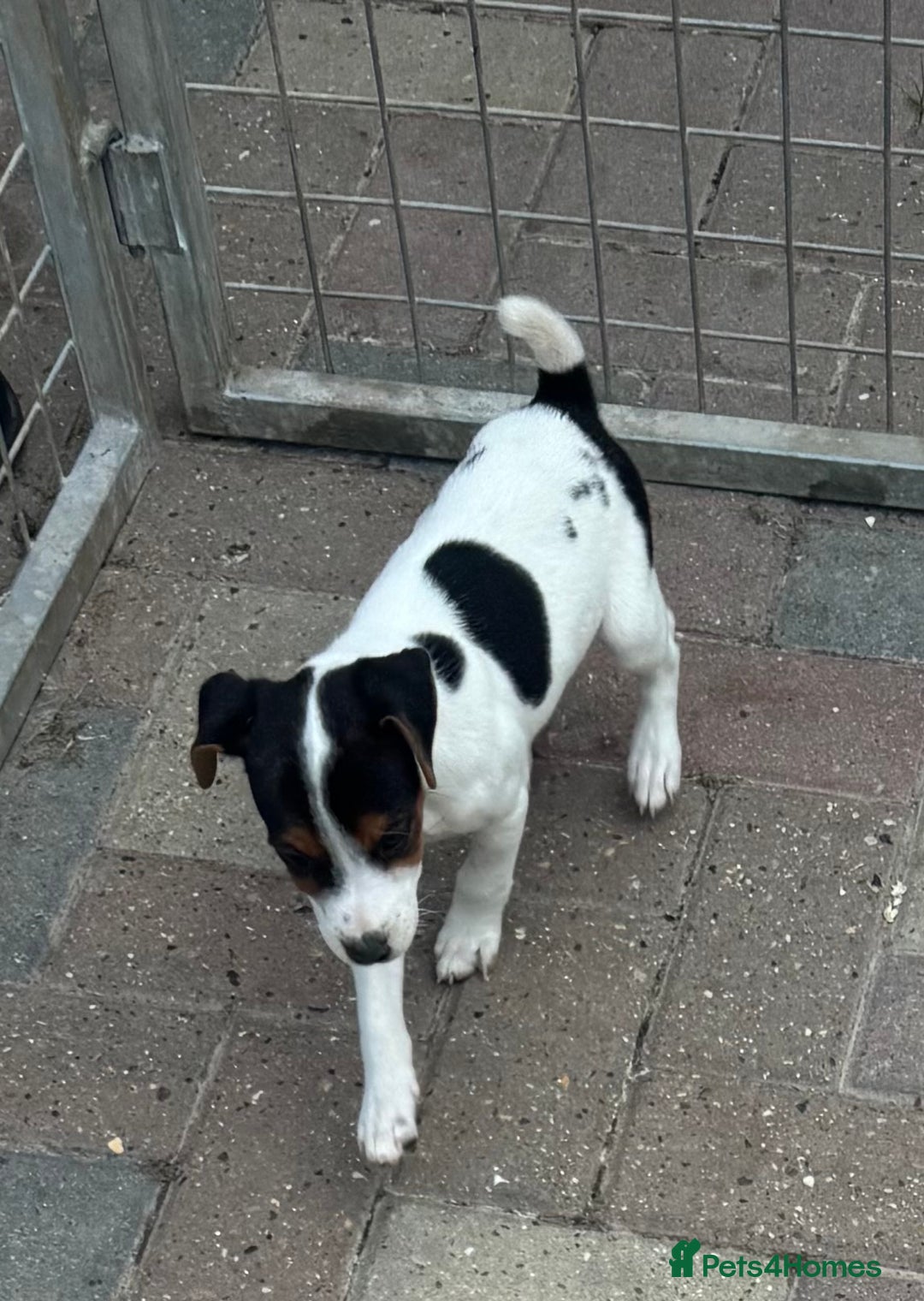 Jack Russell dogs for sale: Quality pure Jack Russell pups  - Image 12