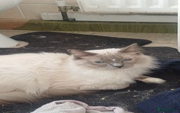 Ragdoll cats for sale: Adult male ragdoll for rehoming  - Image 1