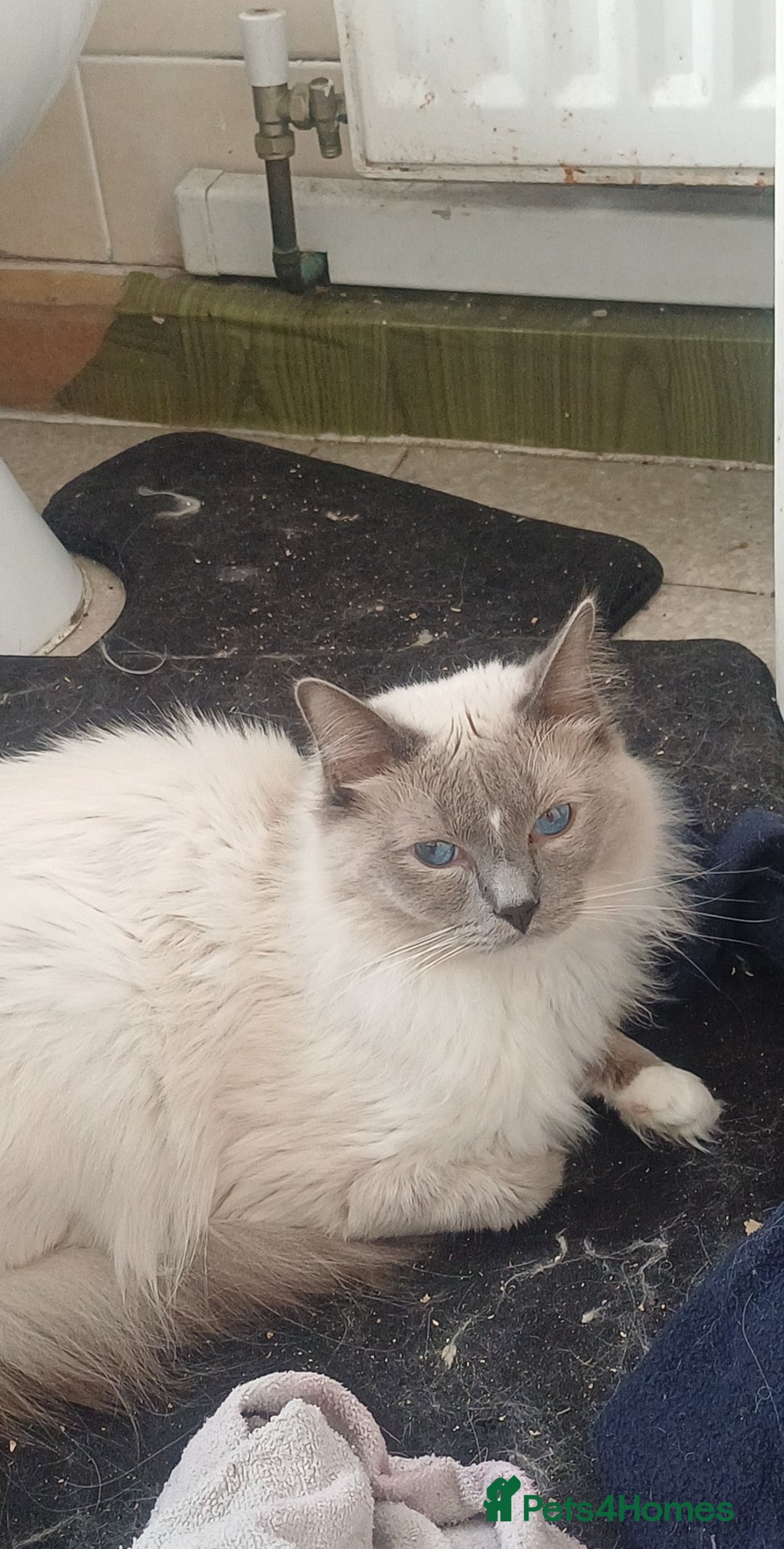 Ragdoll cats for sale: Adult male ragdoll for rehoming  - Image 1